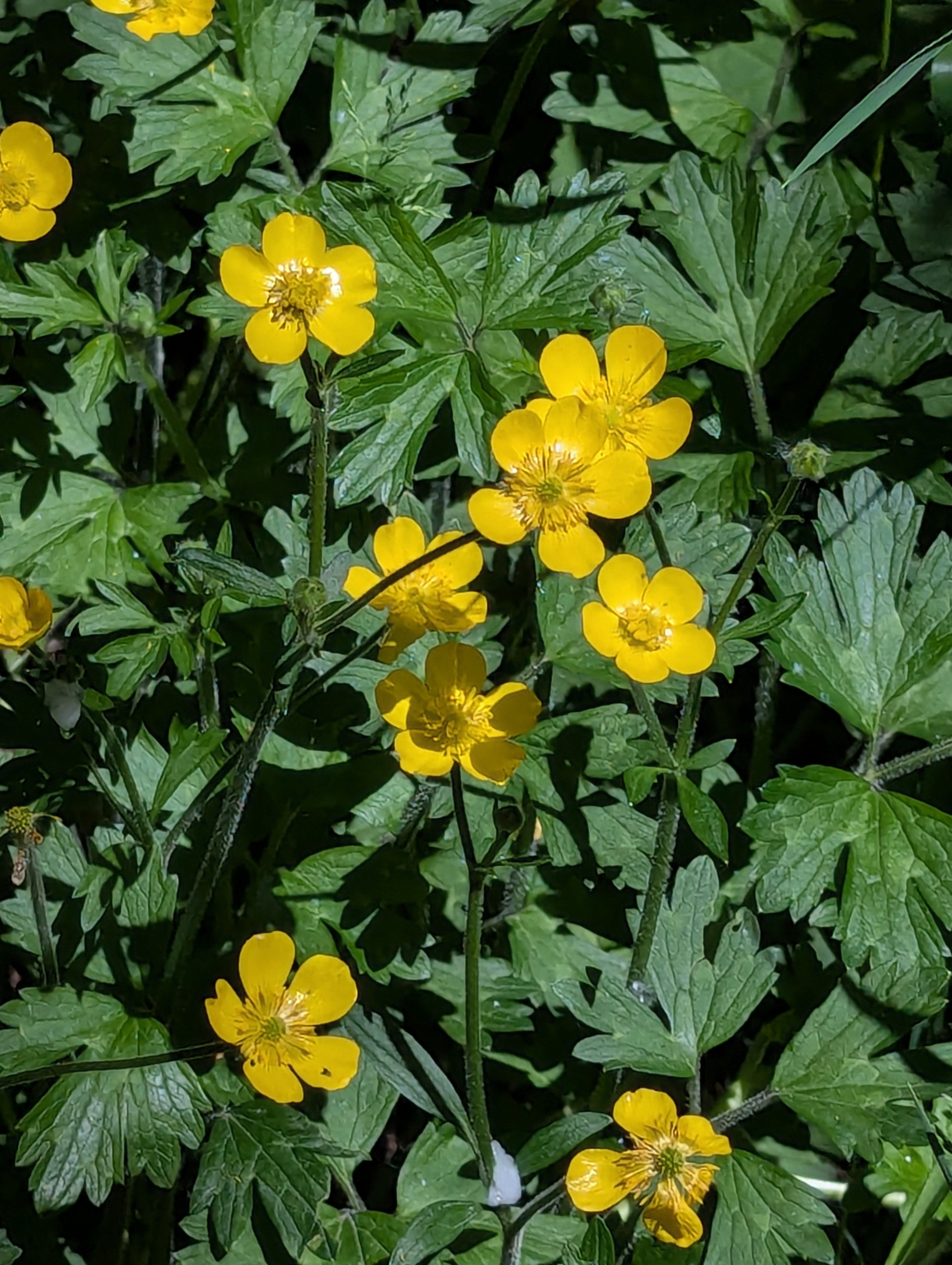 Birthday Trip to Canada, Delta, Burns Bog, Vancouver, British Columbia